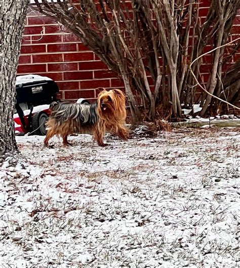 Nearest Address of Where Pet was sighted 1219 Saint Peter St Contact Information Phone (317) 363-7284 Pet Sighting Information Date Pet Was Seen 12152023 Pet Type Dog-sight Pet Size Medium (25-50 lbs) Pet Color Black. . Indy lost pets